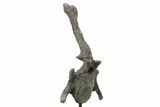 Rare, Stegosaurus Caudal Vertebra on Metal Stand - Wyoming #227556-1